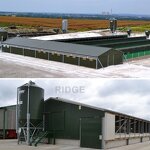 Prefabricated Building Factory - OEM/ODM Low Cost High Quality Steel Structure Chicken Shed Poultry