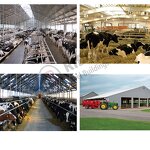 Building Steel Structure Manufacturer - OEM/ODM Low Cost of Pig Cow Shed Poultry Chicken Farm Layer