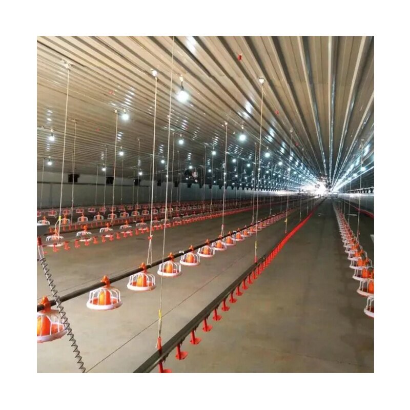 Prefab Steel Structure Poultry Farm Factory - OEM/ODM Chicken Shed Farm Building