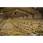 Poultry House Broiler Coop Manufacturer - OEM/ODM Steel Structure Factory Building Chicken Coop Farm