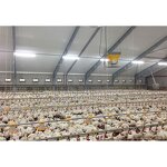 Poultry House Broiler Coop Manufacturer - OEM/ODM Steel Structure Factory Building Chicken Coop Farm