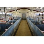 Cow Dairy Farm Design Manufacturer - OEM/ODM 20 Cow Shed Farm Building Cattle Sheds for Flat