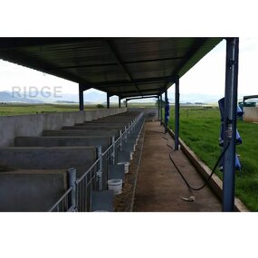 Open Site Steel Structure Manufacturer - OEM/ODM Building Cow House Dairy Cow Shed Design