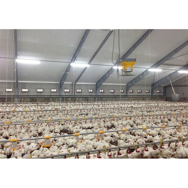 Automatic Poultry Shed Factory - OEM/ODM Farm Building Prefabricated Housing Steel Structure Chicken
