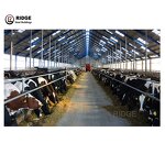 Open Site Steel Structure Manufacturer - OEM/ODM Building Cow House Dairy Cow Shed Design