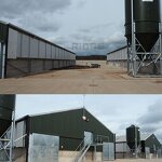 Cow Dairy Farm Design Manufacturer - OEM/ODM 20 Cow Shed Farm Building Cattle Sheds for Flat
