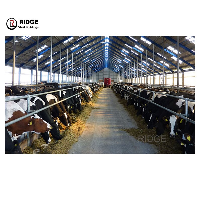 Easy Installation Dairy Farm Building Factory - OEM/ODM Light Steel Structure Milk Cow Shed