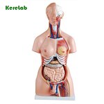 Human Torso Model Manufacturer - 85cm Half Body 23 Parts Removable Vertebra
