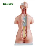 Anatomical Model Supplier - School Education 85CM Unisex Female Face