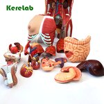 Human Torso Model Supplier - Anatomical Model with Removable Parts