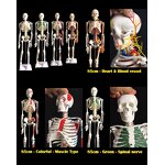 Skeleton Model Factory - 180cm Suspensible Flexible Human Skeleton