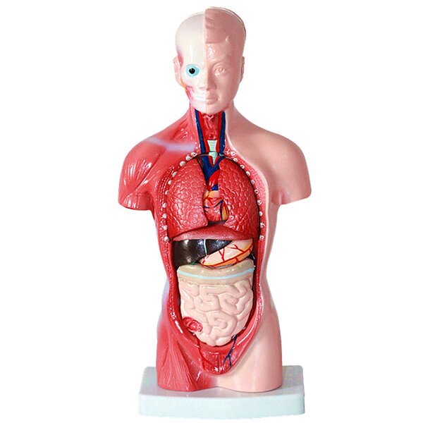Human Torso Model Factory - Anatomical 28cm Body Torso Anatomy Model