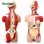 Human Torso Model Supplier - Anatomical Model with Removable Parts