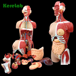 Human Skeleton Supplier - 170 cm and 66' Plastic Model