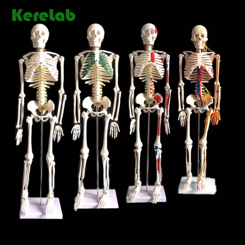 Plastic Skeleton Manufacturer - 85 CM Human Bones Model