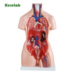 Human Torso Model Supplier - Anatomical Model with Removable Parts