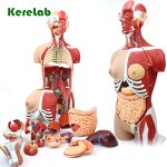 Human Torso Model Supplier - Anatomical Model with Removable Parts