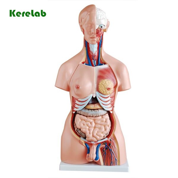 Human Torso Model Supplier - Anatomical Model with Removable Parts