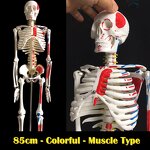 Human Skeleton Supplier - 170 cm and 66' Plastic Model