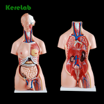 Human Torso Model Factory - Anatomical 28cm Body Torso Anatomy Model
