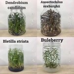 Culture Medium Manufacturer - OEM/ODM Murashige Skoog Microbiological Plant Breeding MS with Agar