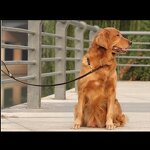 Leather Dog Harness Manufacturer - Large Breed Dog Genuine Real Leather Hunting