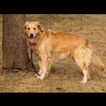 Leather Dog Harness Manufacturer - Large Breed Dog Genuine Real Leather Hunting