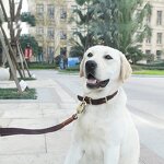 Leather Pet Collar Manufacturer - Custom Size Handmade Cow Hide Genuine Real