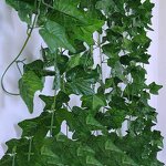 Artificial Ivy Vine Manufacturer - OEM/ODM Greenery Rattan Simulation Plant Hanging Garland