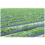 Ground Cover Manufacturer - Excellent Manufacturer's Non-Woven Fleece for Plants