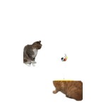 Pet Interactive Toy Factory - OEM Remote Controlled Toys