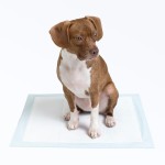 Pet Pee Pad Factory - OEM Leak Proof Bamboo Plastic