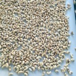 100% Natural Raw Cashews Nuts Low Fat Fresh Kernel Nuts No Additives Processed Dried Fruits and Nuts W180