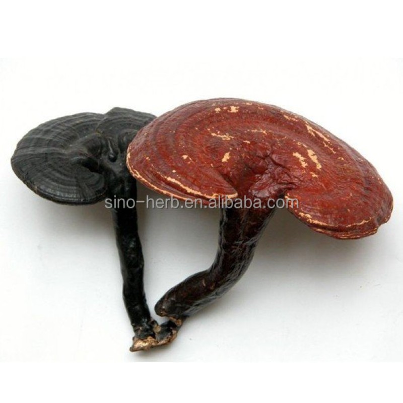 Chinese Reshi Herb Medicine Healthy Herbal Tea of Ganoderma Lucidum Ling Zhi Herb Tea for Immunity System