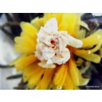 Free Sample Artistic Hand-Made 100% Chinese Blooming Flowering Tea Health Tea in Bag Packaging