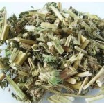 Traditional Chinese Herb Good Quality Works Effective Herbal Tea Yi Mu Cao Leonurus Japonicus Houtt. Motherwort