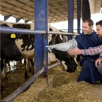 Artificial Insemination Gloves Manufacturer - Hot Selling Custom Logo Long