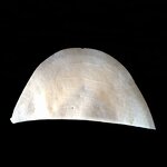 Men Suit Shoulder Pads Supplier - Thread Cotton Material Suit Pad