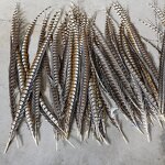 Artificial Pheasant Feather Manufacturer - Long Tail Costume