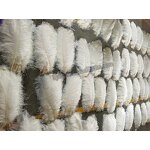 Ostrich Feathers Manufacturer - Bulk Natural Plume Decor