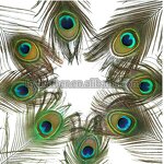 Peacock Feathers Factory - Natural Eye Party Decor