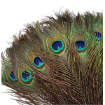 Peacock Feather Supplier - Dyed Large Party Decor