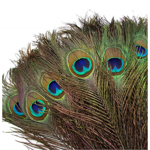 Peacock Feather Supplier - Dyed Large Party Decor