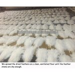 Ostrich Feathers Manufacturer - Bulk Natural Plume Decor