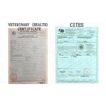 Turkey Feather Duster Manufacturer - White Eco-friendly Office