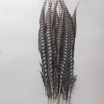 Artificial Pheasant Feather Manufacturer - Long Tail Costume
