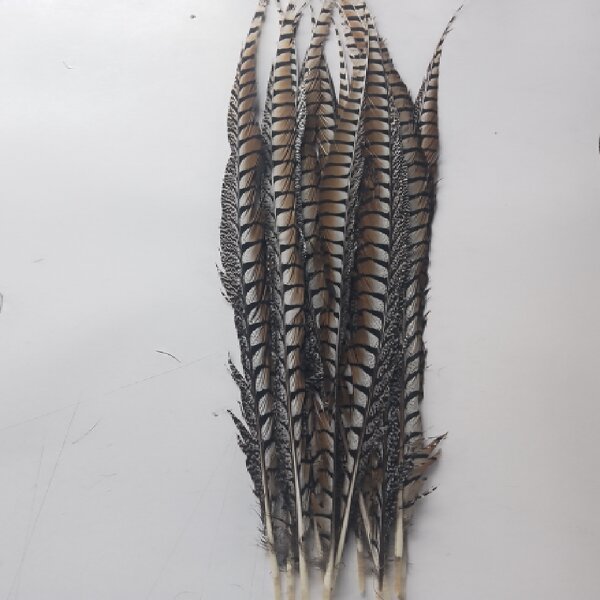 Artificial Pheasant Feather Manufacturer - Long Tail Costume