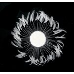 Chicken Hackle Feather Plate Factory - Grey Hair Fascinator