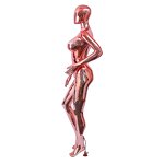 Female Mannequin Manufacturer - Headless OEM Bulk