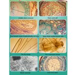 Microscope Lens Manufacturer - 400x Universal